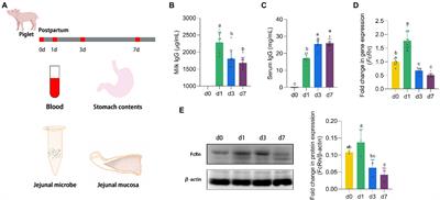 Early flora colonization affects intestinal immunoglobulin G uptake in piglets, which may be mediated by NF-κB-FcRn pathway